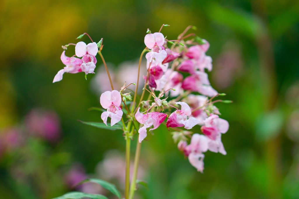 Springkraut (Impatiens)