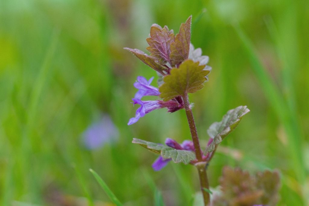 Gundermann (Glechoma hederacea)