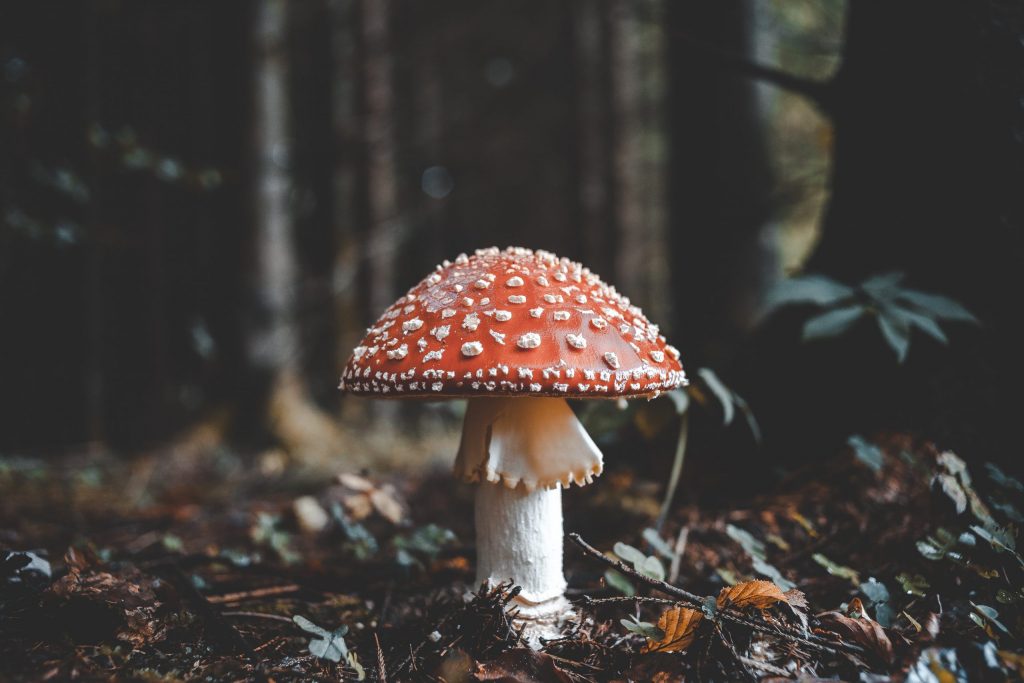 Fliegenpilz (Amanita muscaria)