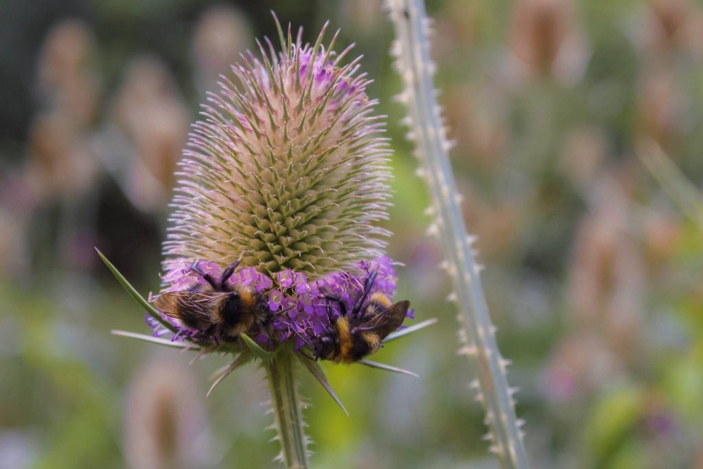 Wilde Kard (Dipsacus fullonum)