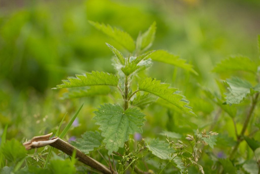 Brennnessel (Urtica dioica)