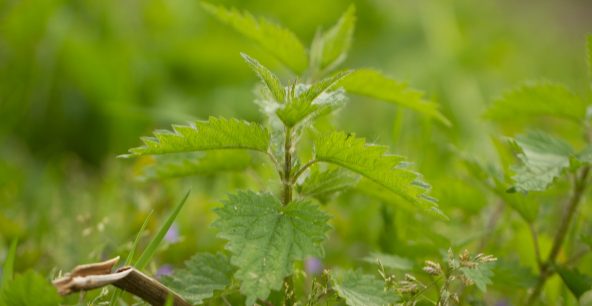 Brennnessel (Urtica dioica)