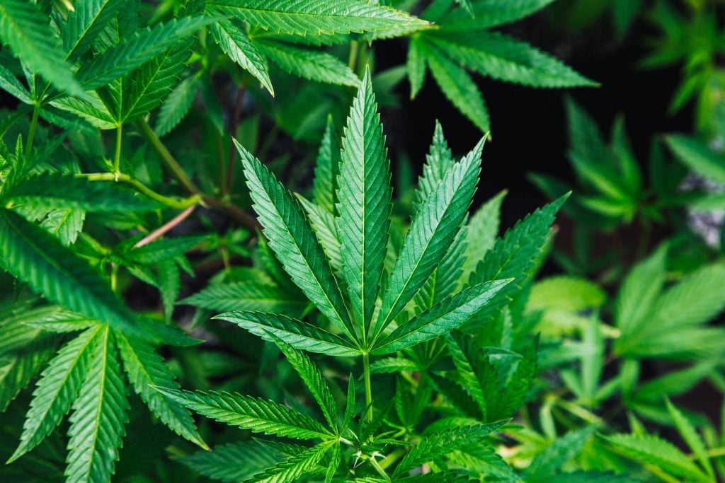 Hanf (Cannabis Sativa)