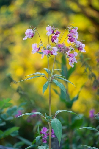 Springkraut
