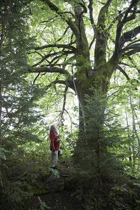 storl-wald-natur