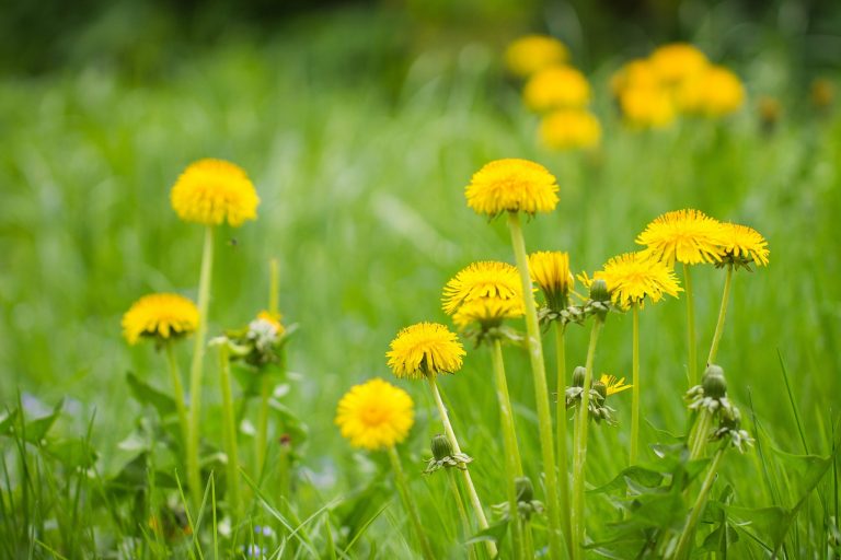 Löwenzahn (Taraxacum)