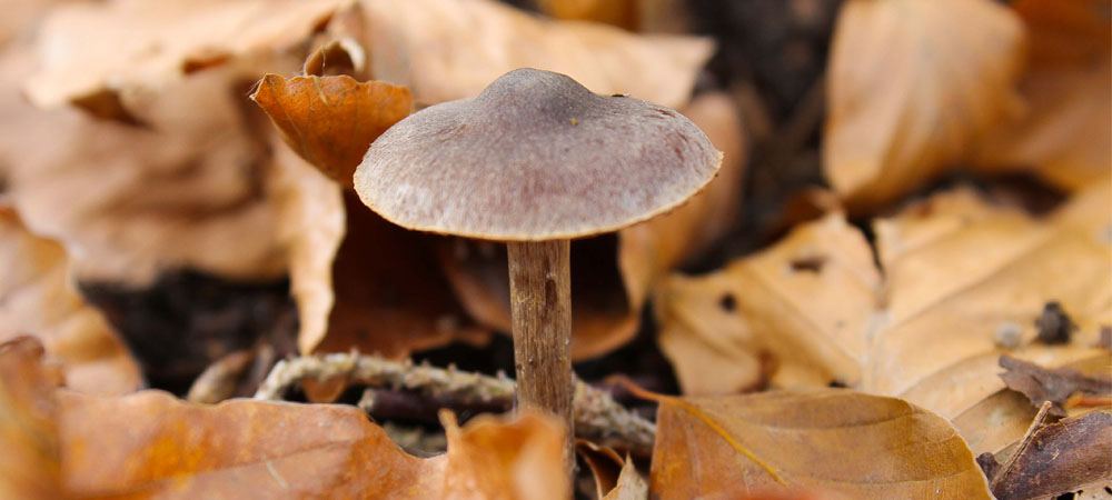 pilz-herbst-storl pilz-herbst-storl