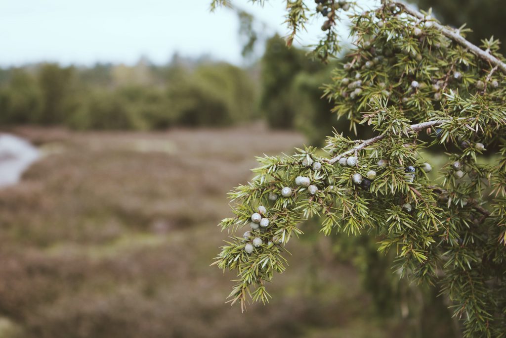 Der Wacholder (Juniperus communis)