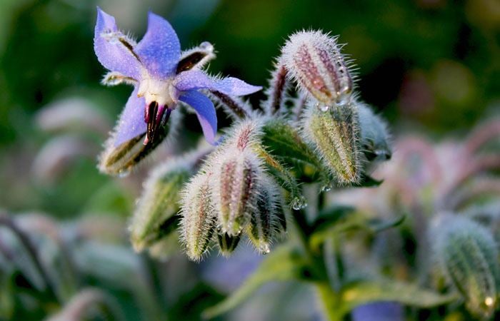 Borretsch (Borago officinalis)