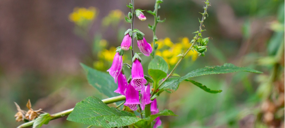 digitalis-Storl-Blog digitalis-Storl-Blog