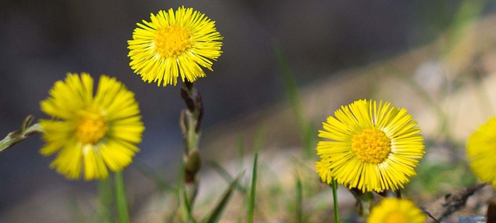 Huflattich (Tussilago)