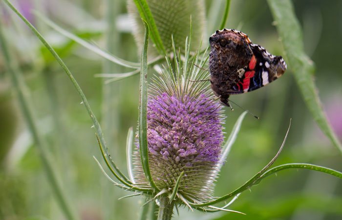 Karde (Dipsacus fullonum)