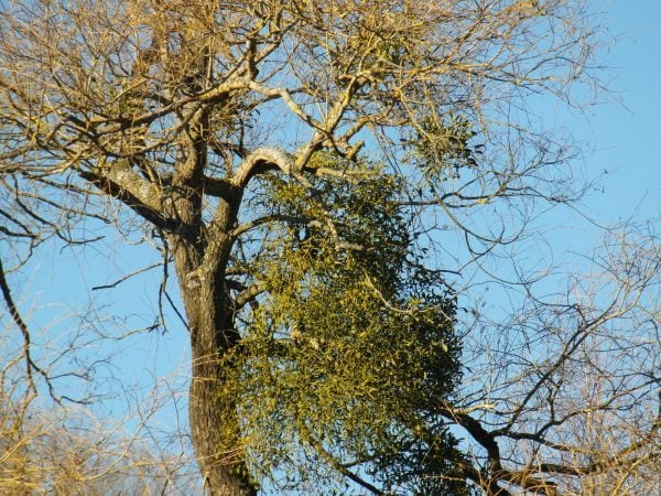 Die Mistel (Viscum album)Herbst