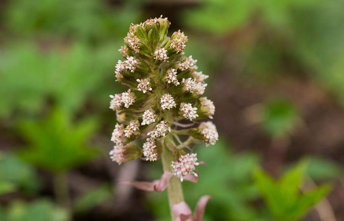 Pestwurz (Petasites hybridus)