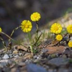 Huflattich (Tussilago)