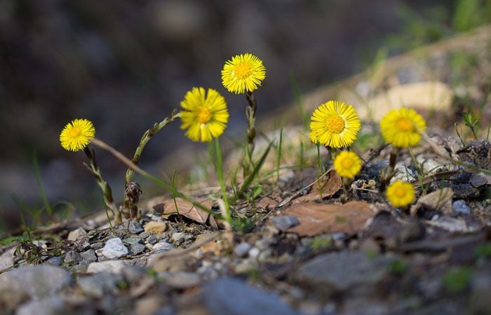 Huflattich (Tussilago)