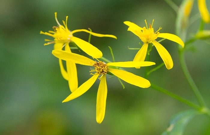 Waldkreuzkraut (Senecio nemorensis, ssp. fuchsii)