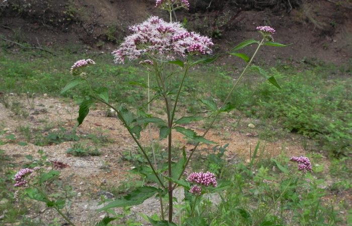 Wasserdost (Eupatorium cannabinum)