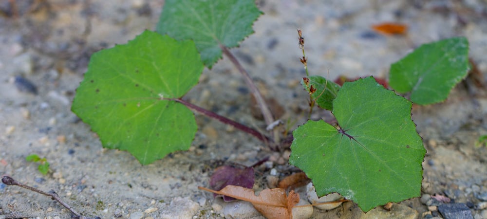 Huflattich (Tussilago farfara)