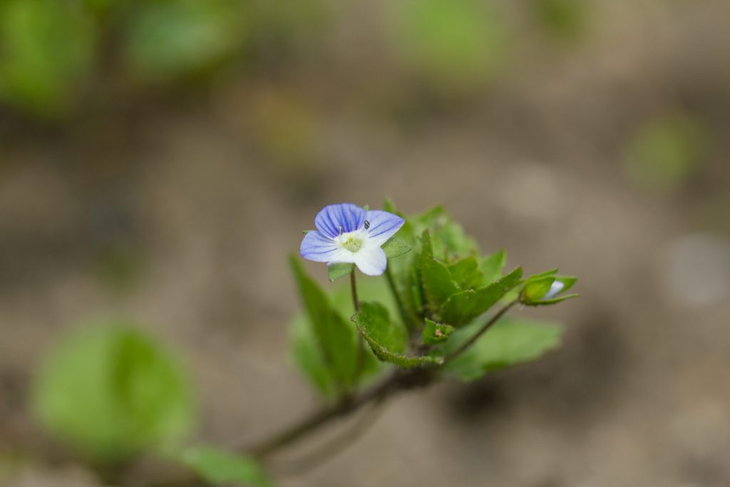 Persische Ehrenpreis(Veronica persica)