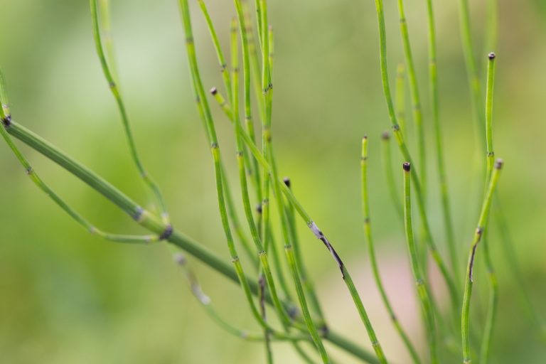 Ackerschachtelhalm (Equisetum arvense)