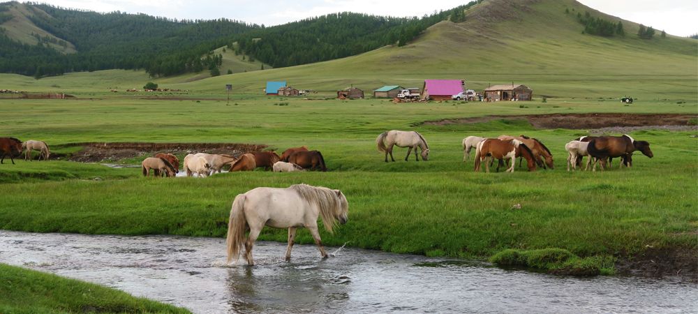 pferde-in-der-mongolei