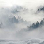 Wolf im Schnee