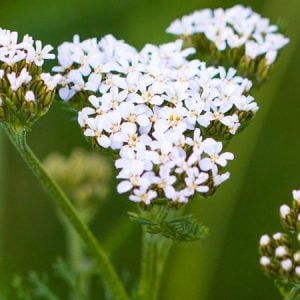Schafgarbe (Achillea millefolium)