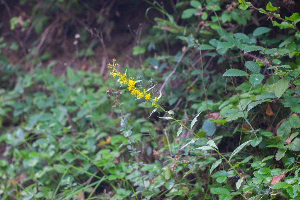 Gewöhnliche Goldrute (Solidago virgaurea)