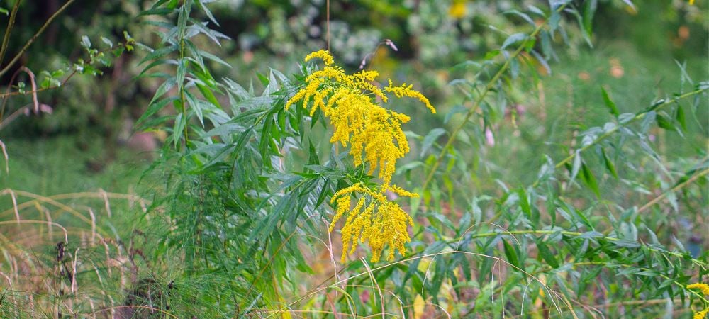 Kanadische Goldrute (Solidago canadensis)