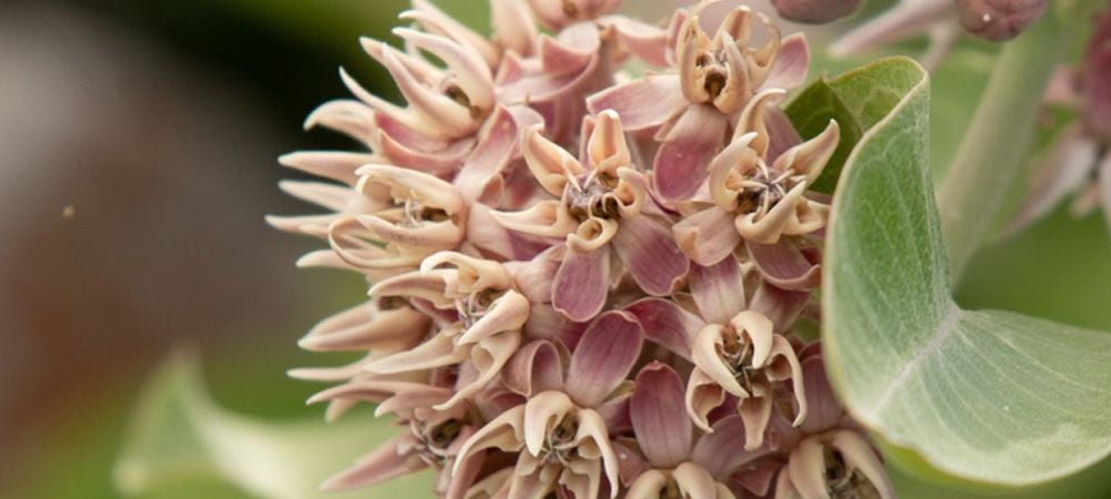 Seidenpflanzen (Asclepias syriaca)