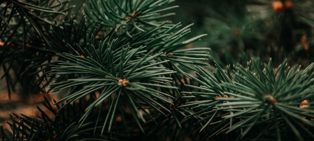 tannenbaum tannenbaum