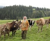 Wolf-Dieter Storl mit Kühen