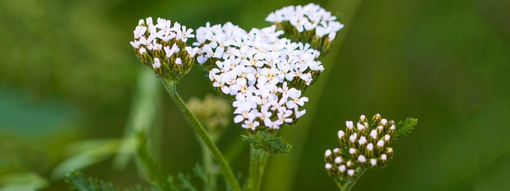 Schafgarbe (Achillea millefolium)