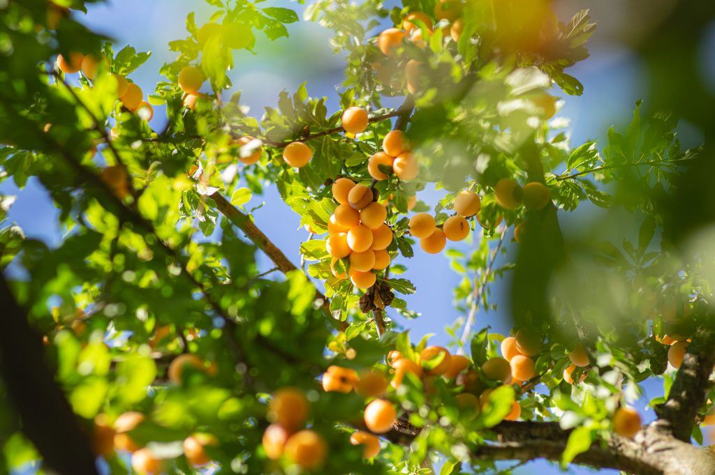 Aprikose (Prunus armeniaca)