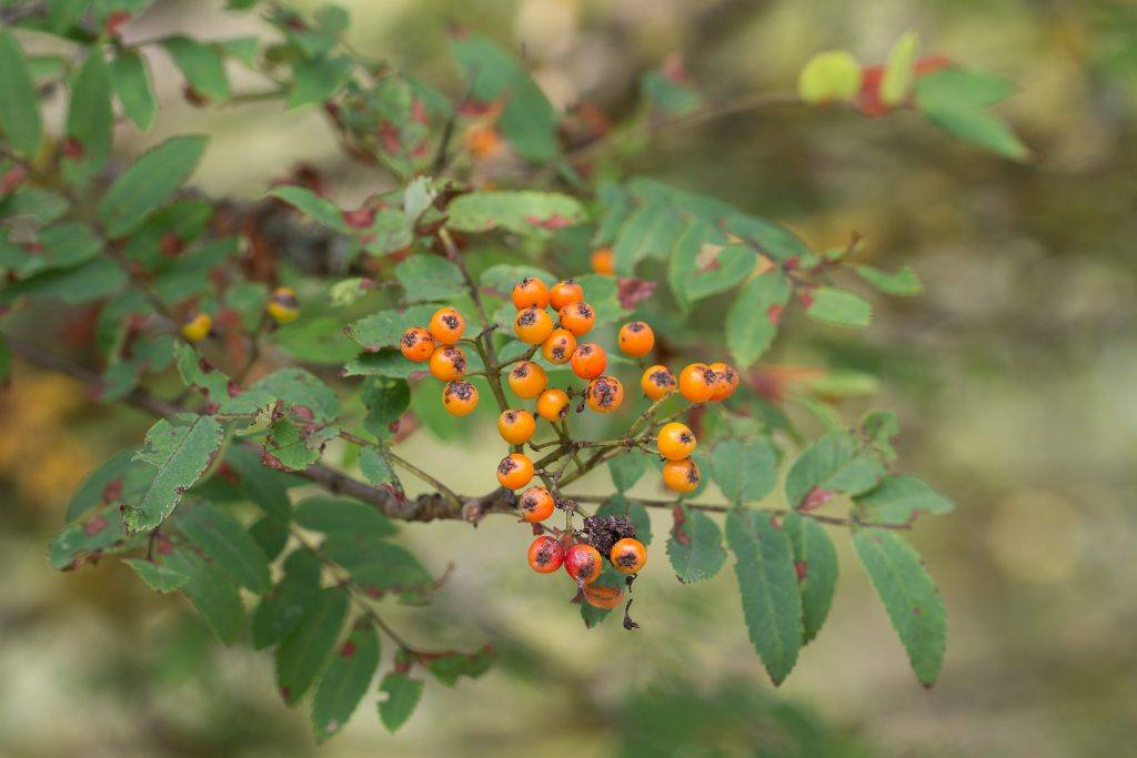 Vogelbeerbaum (Sorbus aucuparia)