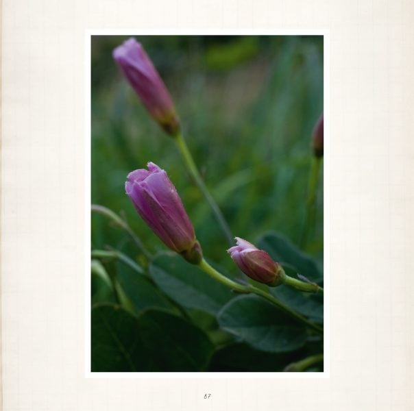 Seele der Pflanzen Leseprobe_Seite_08