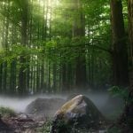 Wald
