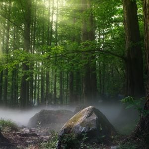 Wald