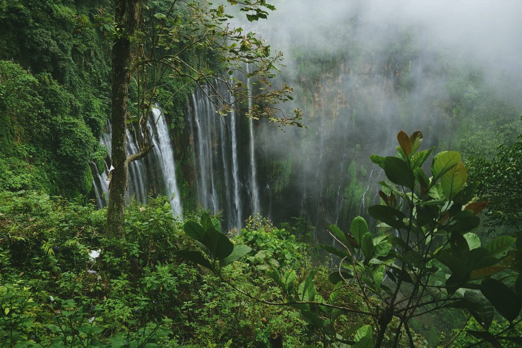 Amazon Regenwald