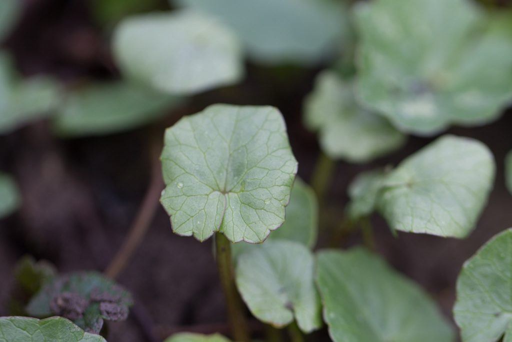 Scharbockskraut (Ficaria verna)