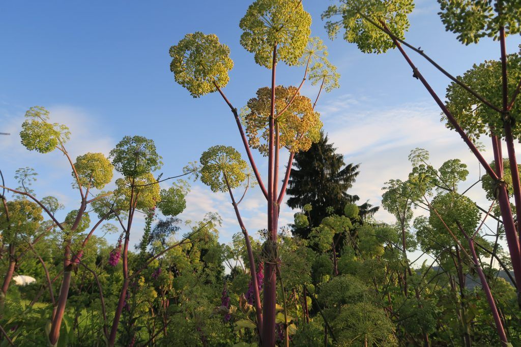 Engelwurz (Angelica)