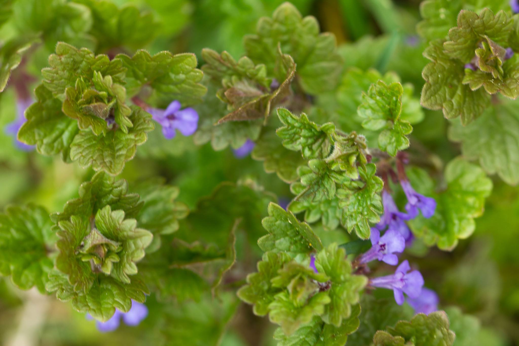 Der Gundermann (Glechoma hederacea) • storl.de