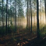 Wald