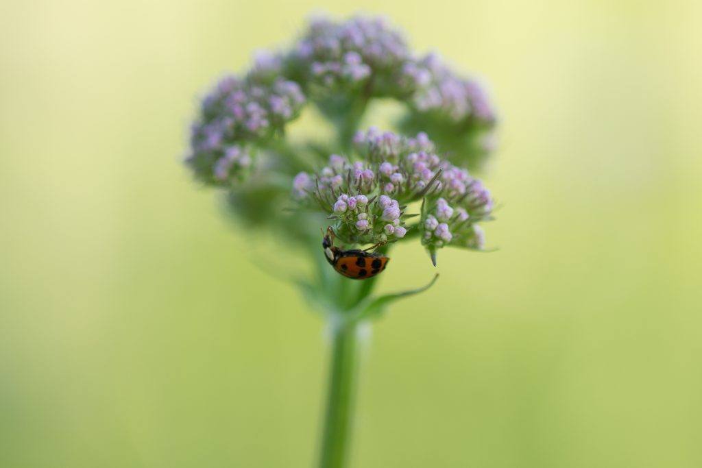 Baldrian (Valeriana)