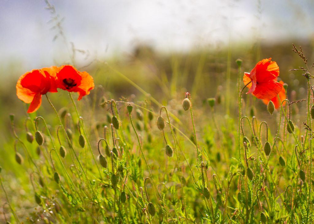 Klatschmohn