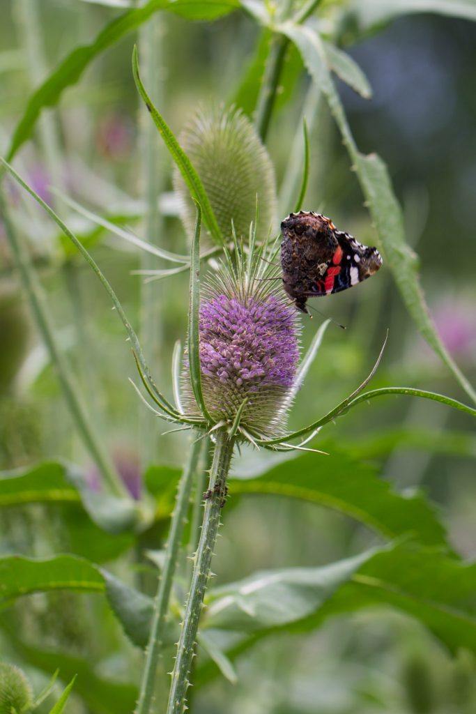 Karde (Dipsacus sylvestris)