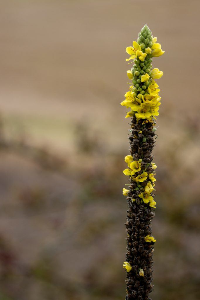 Königskerze (Verbascum)