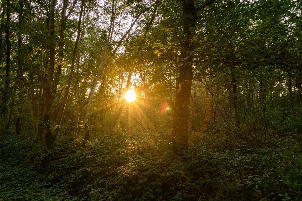 Sonnenlicht im Wald