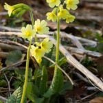 Schluesselblume